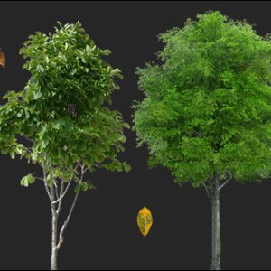 فوتیج جنگل و درخت